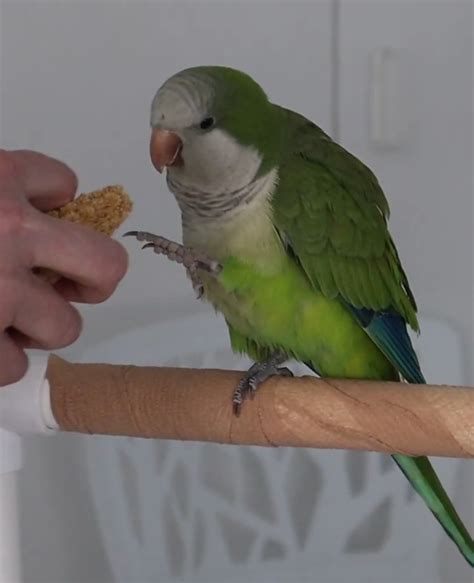 Monk Parakeet USA | Monk Parakeet Parrot Information | Trusted Monk ...