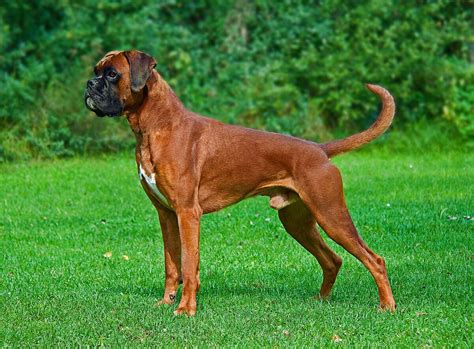 Boxer (dog breed) - Wikipedia