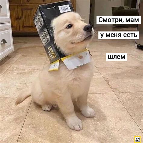 20 забавных мемов с собаками / Питомцы