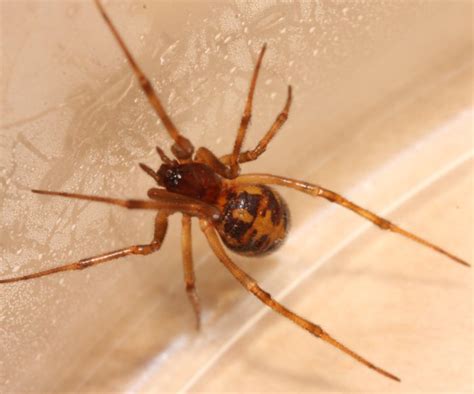 Office Spider | The Backyard Arthropod Project