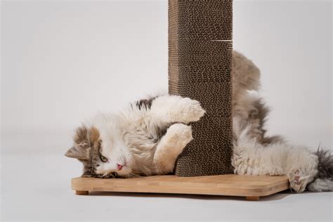 How to stop cats from scratching furniture - Omlet Blog US