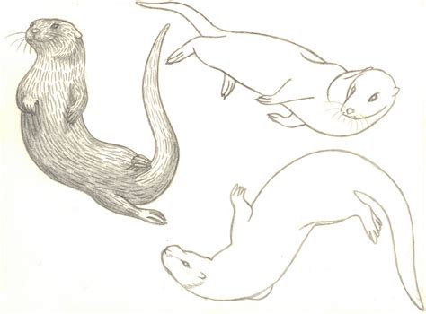 Emma Cowley Illustration: Some otterly cute drawings