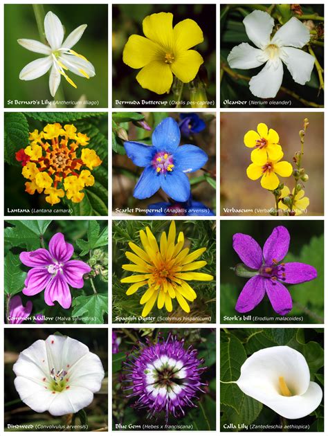 fileflower poster jpg wikimedia commons