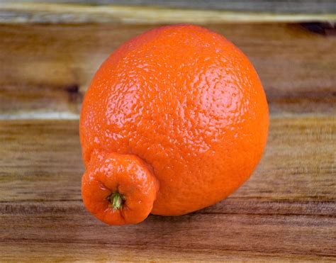 Tangelo Vs Orange Nutrition Facts | Besto Blog