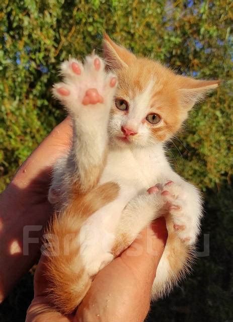 Отдам котика, в наличии. Цена: 1₽ в Находке