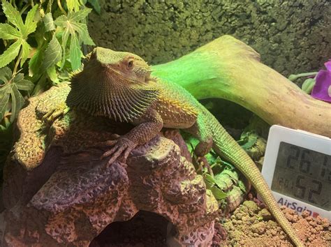 Gible has passed away : r/BeardedDragons