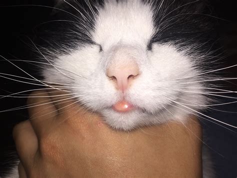 cats lip is swollen 7