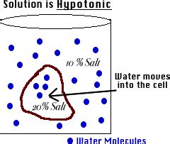 Diffusion and Osmosis