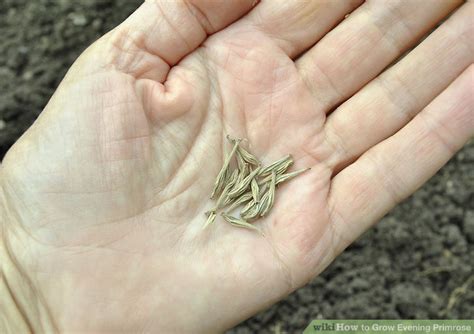 How to Grow Evening Primrose: 10 Steps (with Pictures) - wikiHow