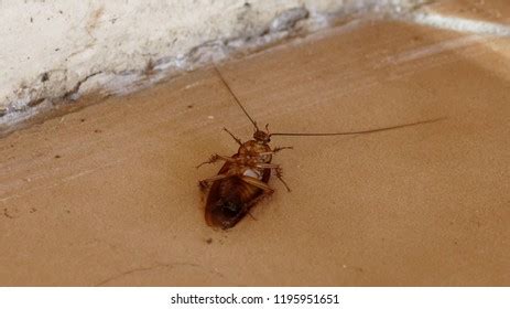 Oriental Cockroach Blatta Orientalis Stock Photo 65696986 | Shutterstock