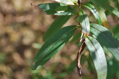 Shrubby St. John's Wort - Woody Warehouse Nursery, Inc. - Lizton, IN