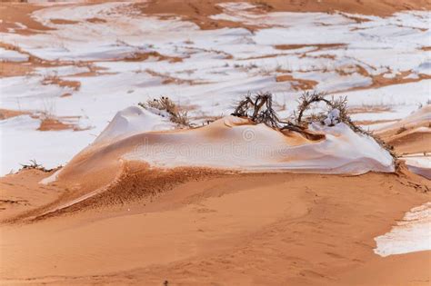 Coral Pink Sand Dunes State Park in Utah, USA Stock Image - Image of ...