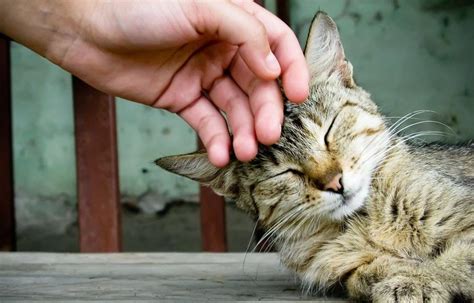 petting-my-cat-wallpaper – Apartment Geeks