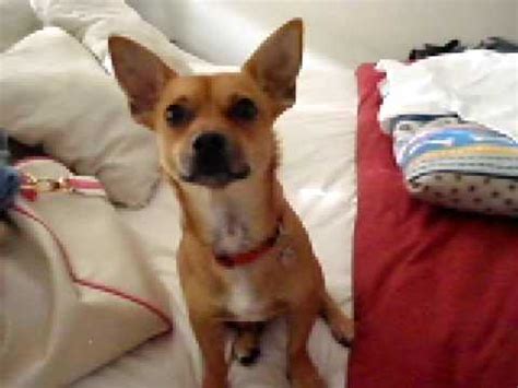 Basenji Chihuahua Mix ~ FUROSEMIDE