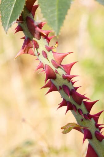 duri besar foto stok  gambar  besar deskripsi fisik