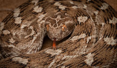 Deadliest Snake In The World 2024