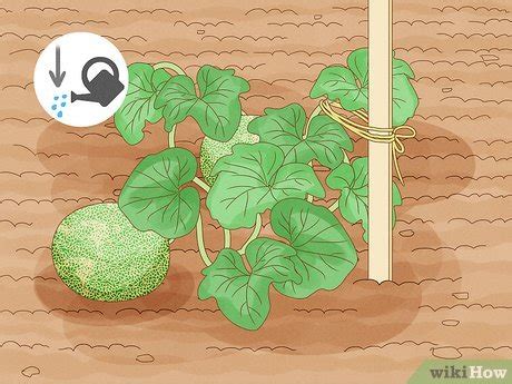 how long for cantaloupe to grow