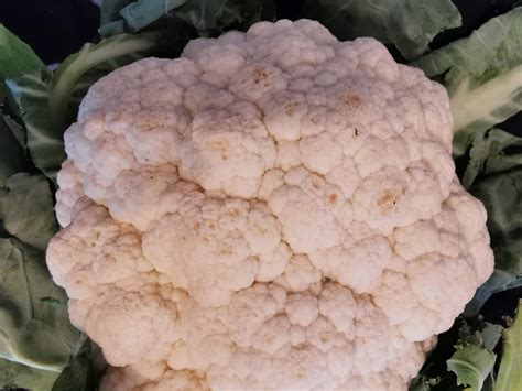 Ist der Blumenkohl noch essbar? (Gemüse, Schimmel, Haltbarkeit)