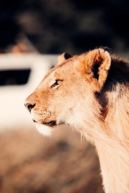 Premium Photo | Lion in wild kenya