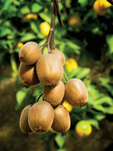 Kiwi Fruit Nutrition at Alannah Macquarie blog
