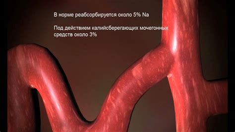 Диуретики - YouTube