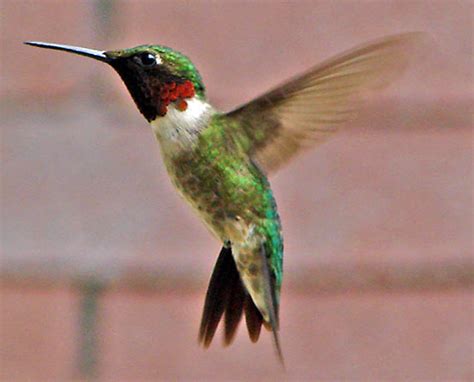 Hummingbird - Bloom Post