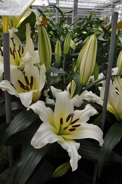 white ot lily information