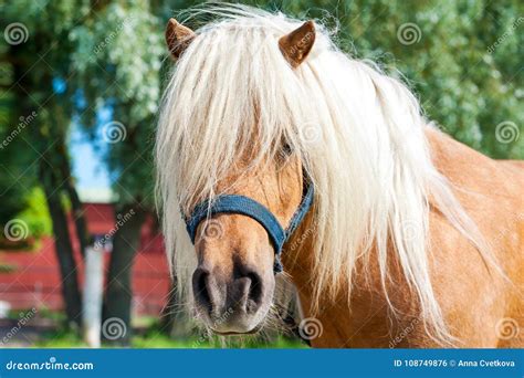 Palomino Shetland Pony, Equus Caballus Stock Image | CartoonDealer.com ...