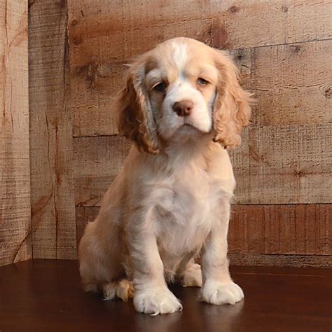 Cocker Spaniel – Puppies from PA