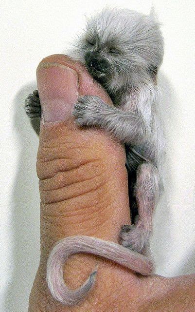 Albino Pygmy | Pygmy marmoset, Finger monkey, Albino animals