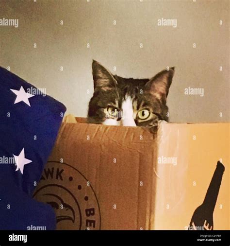 Cat in a box Stock Photo - Alamy