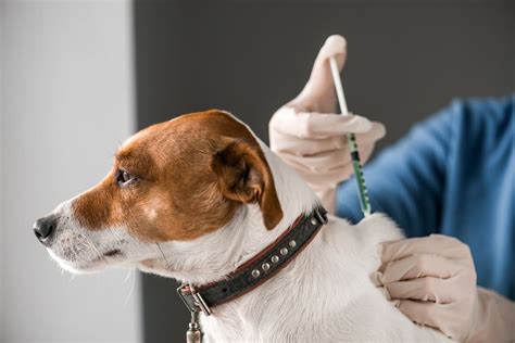 Leptospirosis Vaccine for Dogs | Great Pet Care