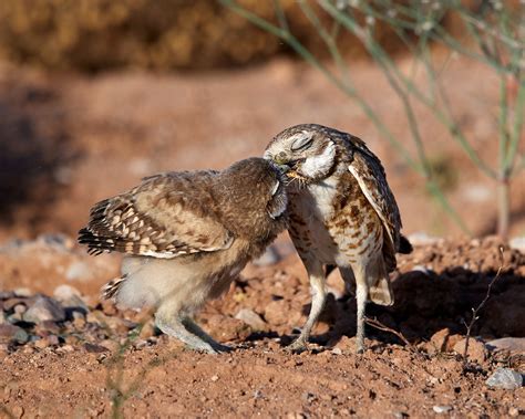 Maricopa Audubon Society