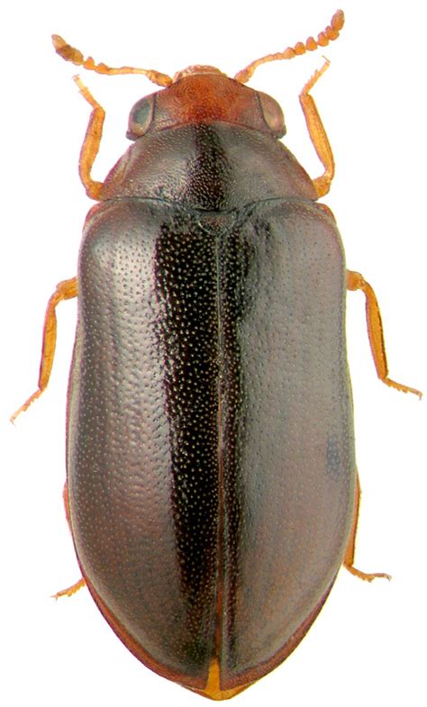 Decliniidae – Wikipédia