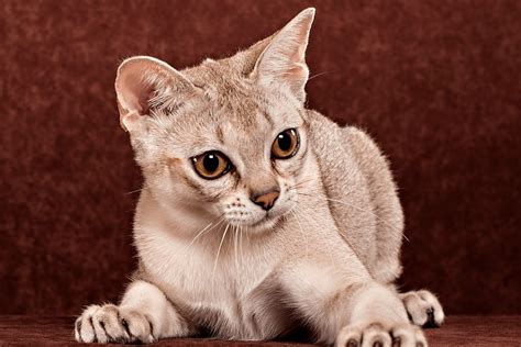 Кот сингапурской породы - картинки и фото koshka.top