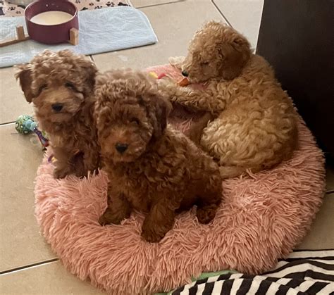 Red Poodle - North Lakes - PetsForHomes