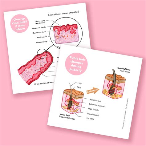Vulva Anatomy Education Set English Version 15 Prints 21 - Etsy Singapore