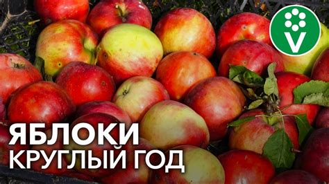 ПРАВИЛА СЪЕМА ЯБЛОК И ГРУШ, которые позволят сохранить урожай до весны ...