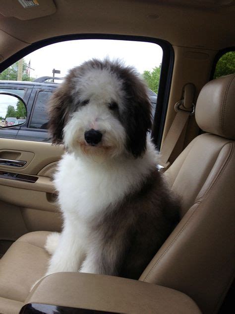 41 Sheepadoodle haircuts ideas | sheepadoodle, old english sheepdog ...