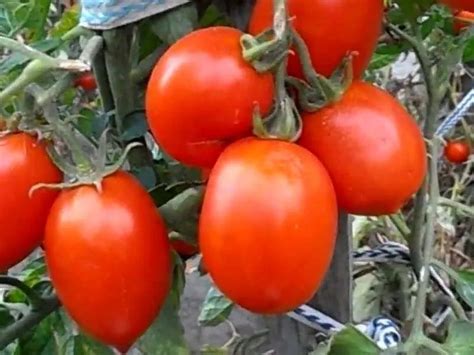 Домат Рио Гранде: описание на сорта, снимки, рецензии, добив