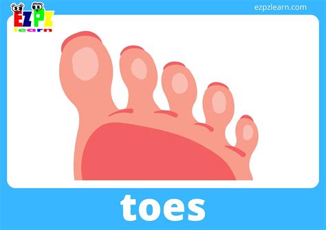body parts flashcards  words view