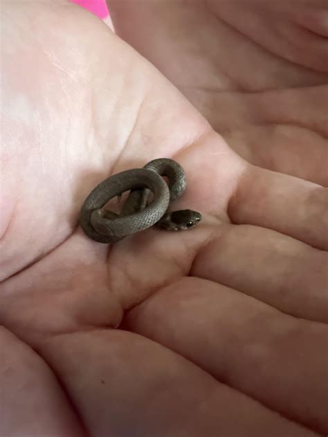 Baby DeKay’s brown in a child’s hand : r/SmolSnakes