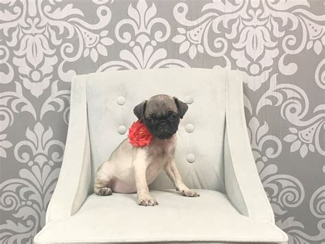 Pug-DOG-Female--2106527-Furry Babies
