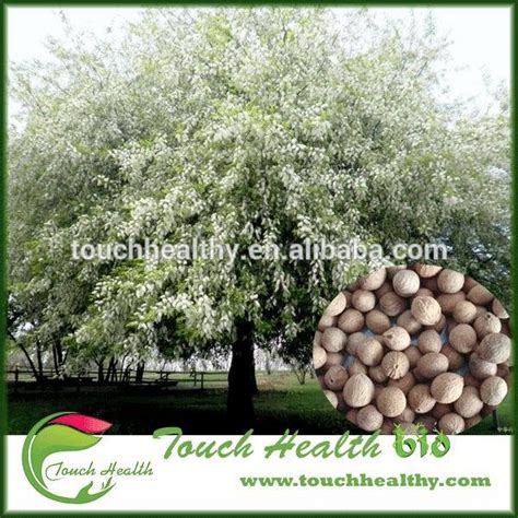 Prunus padus seeds/bird cherry seeds/Padus racemosa seeds,China price ...