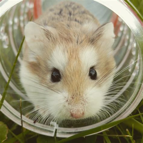 Do Hamsters Get Shy? The Surprising Truth About These Adorable Rodents