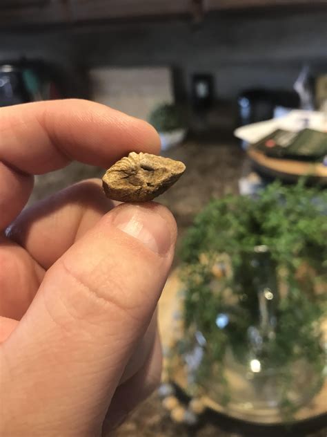 Any interesting facts about these? They were both found in a SW