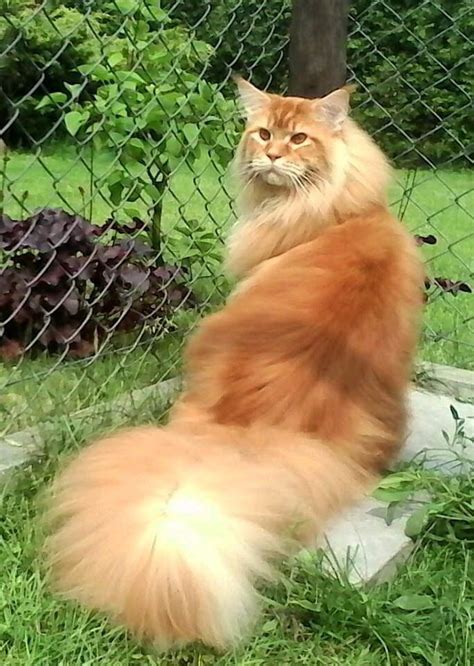 Orange Maine Coon Mix | giant mainecoon cats ny
