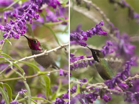 Information about "_MG_9825 2.jpg" on hummingbirds - Oakland - LocalWiki