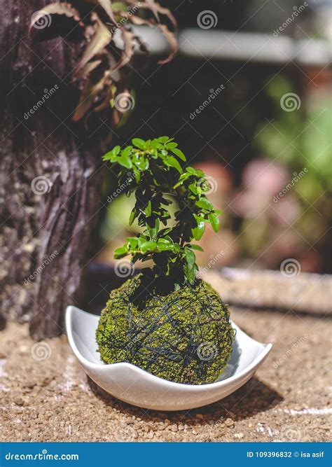 Beautiful Moss Ball Plant in a White Tray Stock Photo - Image of money