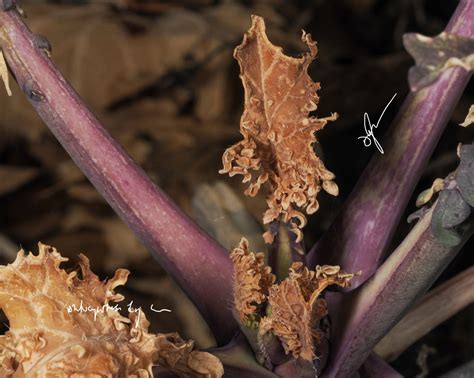 Touch of color in the winter garden — PhotoSynthesis